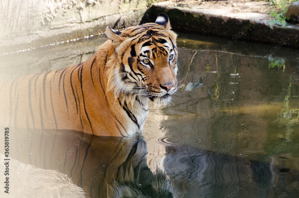 Fototapeta premium the orange tiger enjoys a bath in the water, the tiger swims