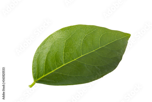 gooseberry leaves