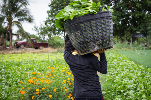 Farmers harvest a vegetable garden