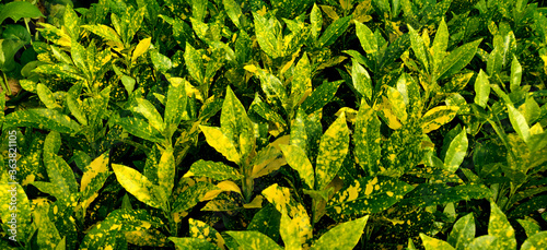 close up of garden corton, Japanese laurel plants