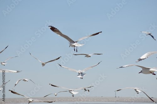 The seagulls on air above the sea water surface view horizon at Samutprakan  Thailand