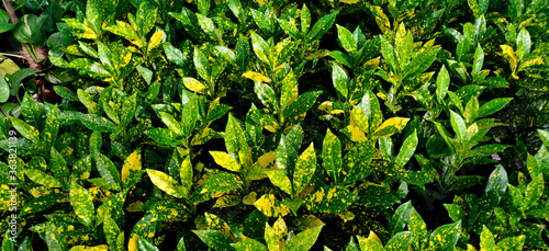 Garden corton, Japanese laurel plants in a nursery