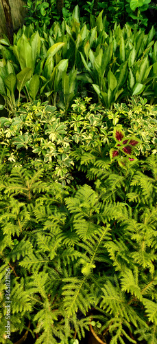 Green feren, coleus plant bunch in a garden