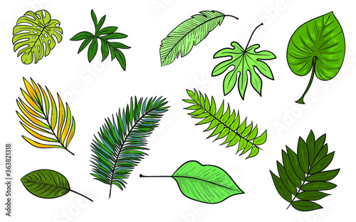 set of green leaves  collection of tropical leafs  cartoon leafs set  cartoon tropical leafs set 