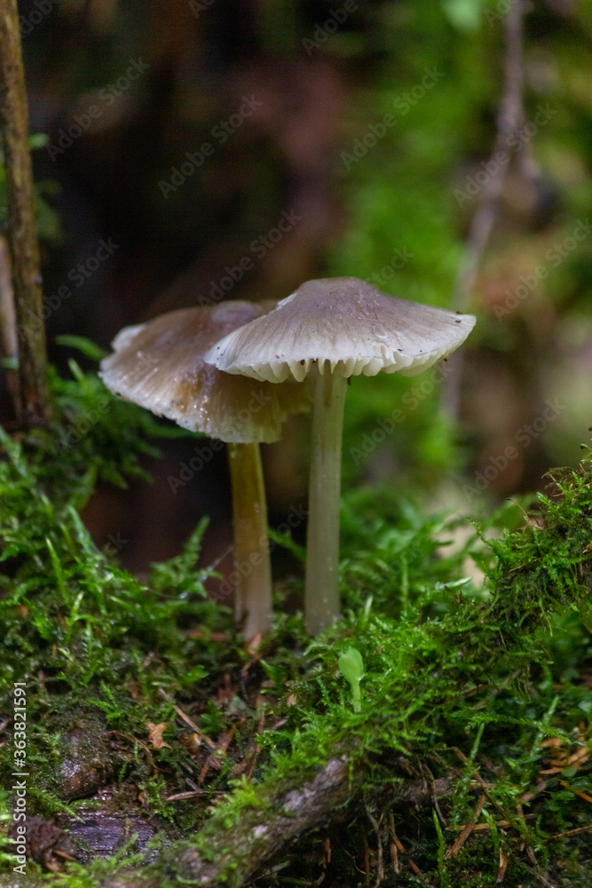 Toadstool mushroom in in moss on a fallen tree. Mushrooms close-up. nature background. forest. Toadstool mushroom in in moss on a fallen tree. Mushrooms close-up. nature background. forest.