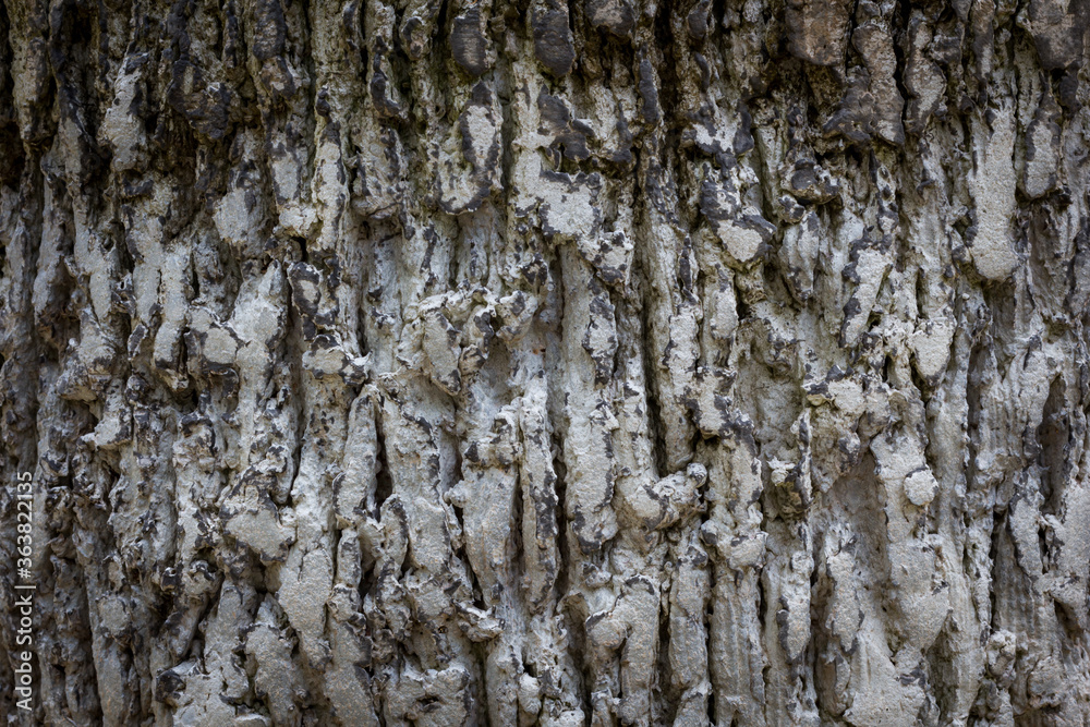 Fototapeta premium Tree bark texture