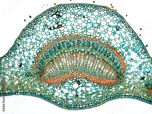 Cross section of leaf of Camellia. photo