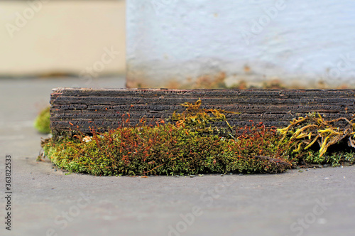 A piece of moss under old plywood