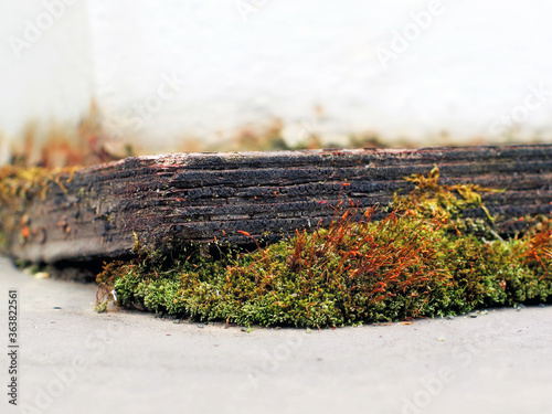 A piece of moss under old plywood