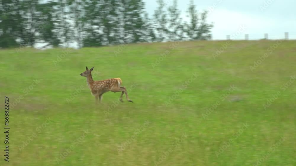 Many deer graze in the green meadow in the deer garden Many deer graze in the green meadow in the deer garden