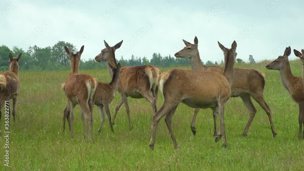 Many deer graze in the green meadow in the deer garden Many deer graze in the green meadow in the deer garden