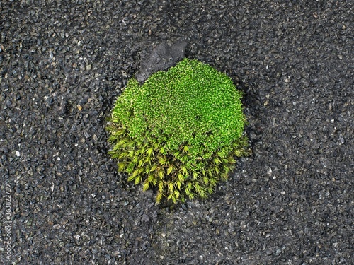Clump of green moss on waterproofing