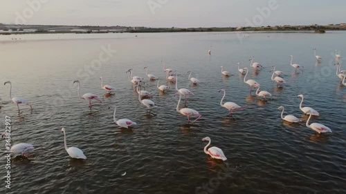 Static shot of beautiful flamingos walking in italian lake,slow motion 