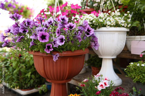 Beautiful flowers in plant pots on display outdoors