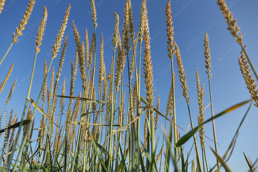 Green grass with spikes against beautiful blue sky, closeup Green grass with spikes against beautiful blue sky, closeup