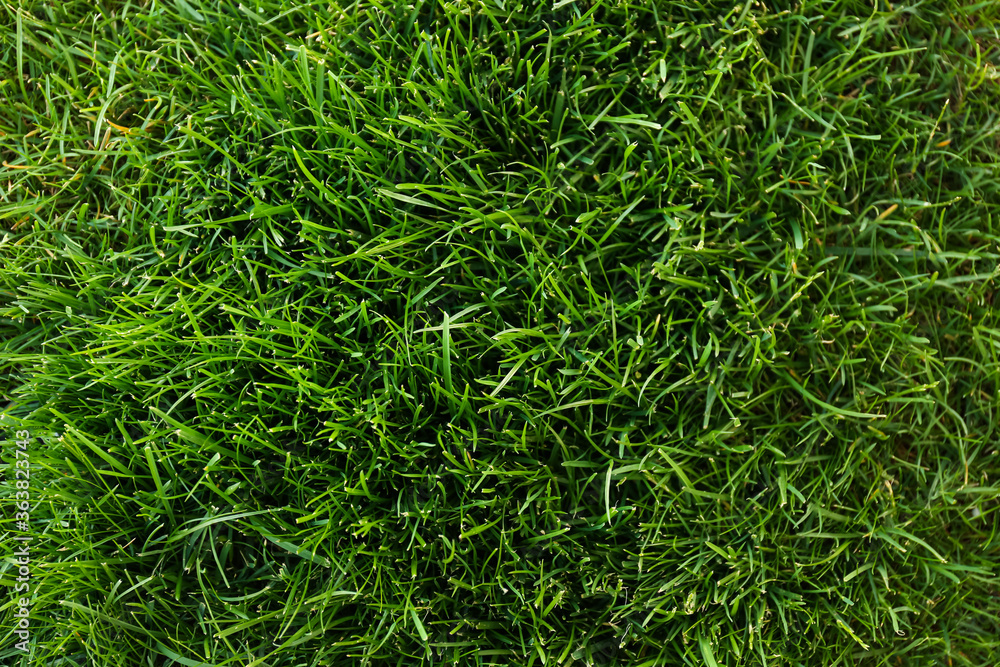 Green lawn with fresh grass as background, top view Green lawn with fresh grass as background, top view
