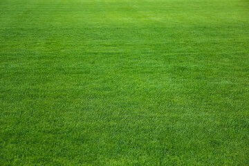 Green lawn with fresh grass as background