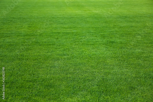 Green lawn with fresh grass as background © New Africa