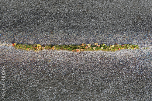 Green strip of moss and grass