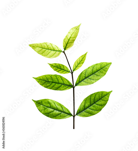 Green leaf of tree isolated on white background , clipping path