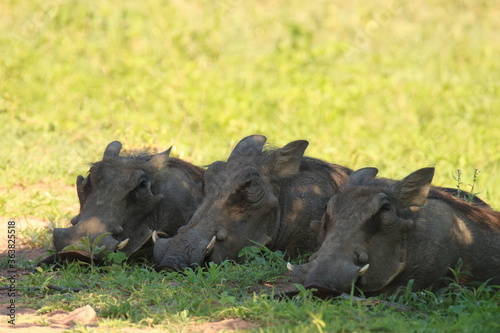 Three warthogs resting in the shade on a hot day in South Africa © Rachel