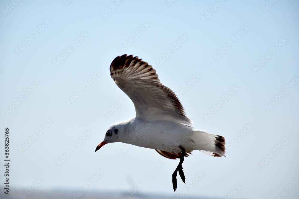 The seagulls on air above the sea water surface view horizon at Samutprakan, Thailand The seagulls on air above the sea water surface view horizon at Samutprakan, Thailand