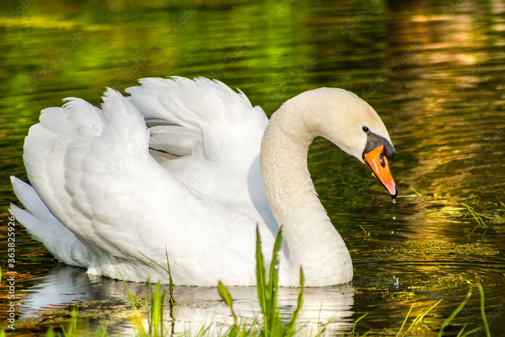 Naklejka premium Łabędź 