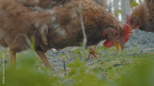 chicken