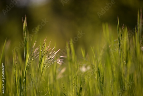 wild green grass in the garden