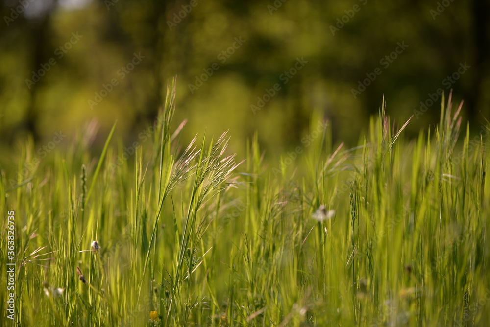 wild green grass in the garden