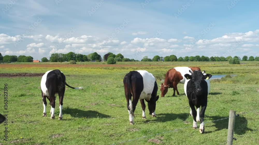 Dutch Belted cow in the Vechtdal during a springtime day. The Dutch Belted (Lakenvelder) breed of cattle is a Dutch dairy cow that is nowadays a protected breed. Dutch Belted cow in the Vechtdal during a springtime day. The Dutch Belted (Lakenvelder) breed of cattle is a Dutch dairy cow that is nowadays a protected breed.