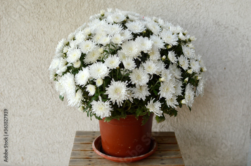 blooming white chrysanthemums growing in the flower pot Fototapet