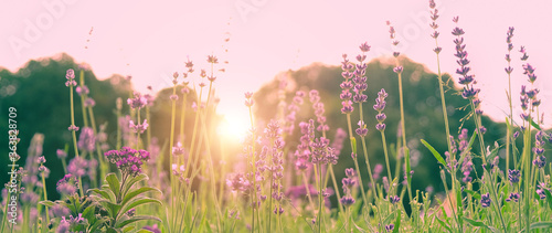 Fotografía purple flower on meadow