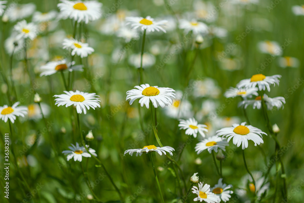 lots of white daisies in the field, use as background or texture lots of white daisies in the field, use as background or texture