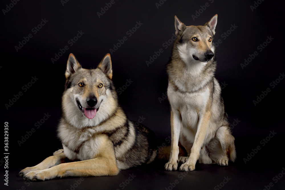 Two dogs (czechoslovakian alsatian) lying and sitting next to each other in studio on black background