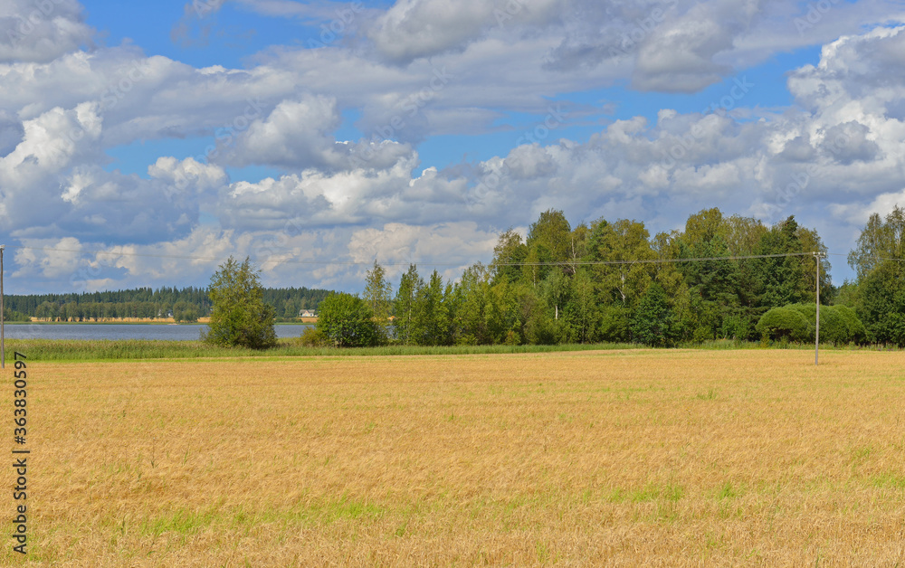 Summer landscape. Field of ripe wheat on lake coastline. Finland