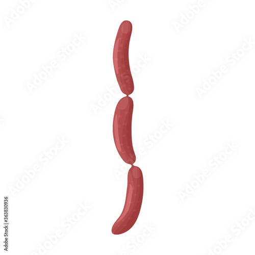 Sausage vector icon.Cartoon vector icon isolated on white background sausage.