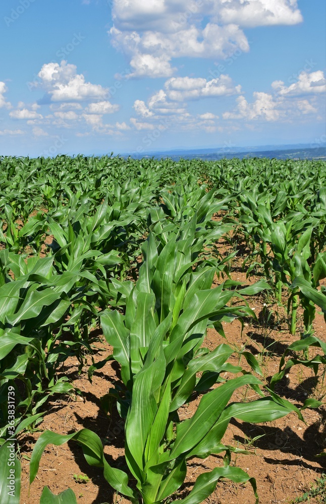 corn field in summer corn field in summer