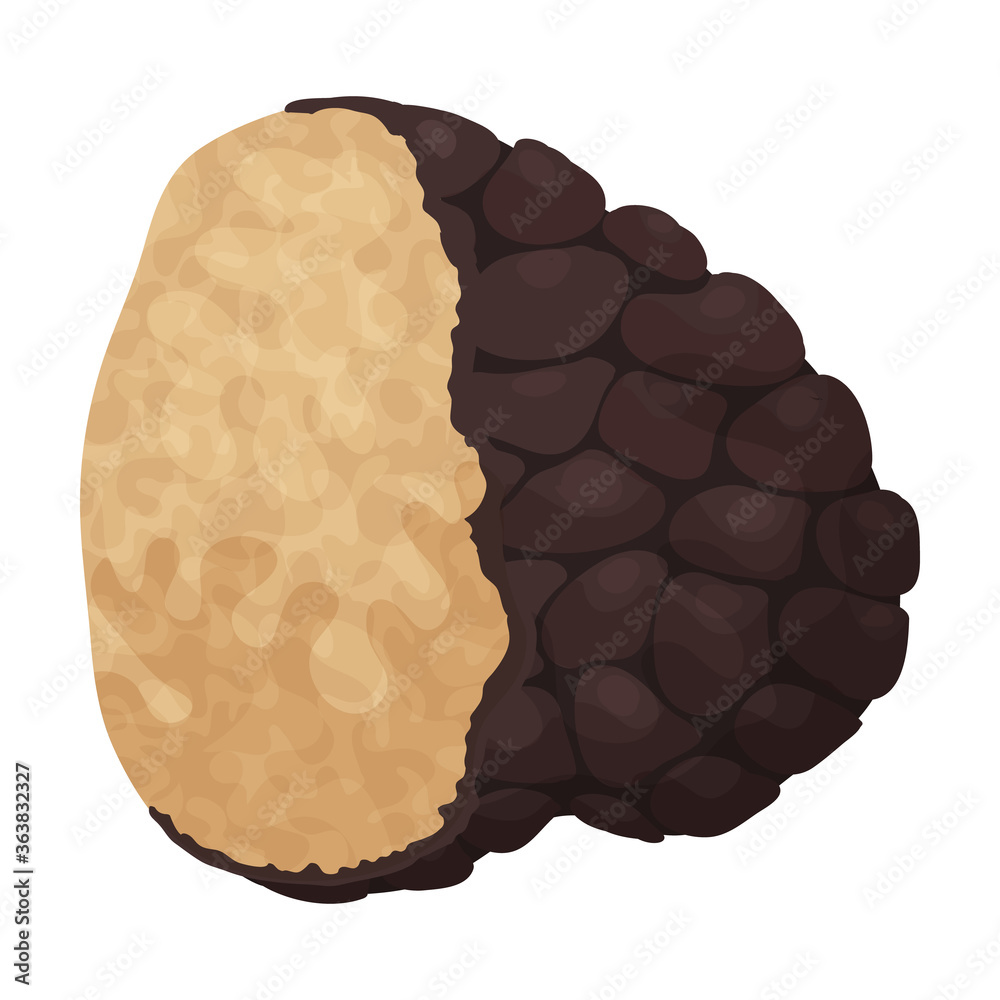 Truffle vector icon.Cartoon vector icon isolated on white background truffle. Truffle vector icon.Cartoon vector icon isolated on white background truffle.
