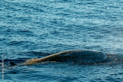 Rare Goose Beaked whale dolphin Ziphius cavirostris photo