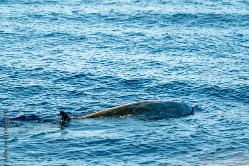 Rare Goose Beaked whale dolphin Ziphius cavirostris photo