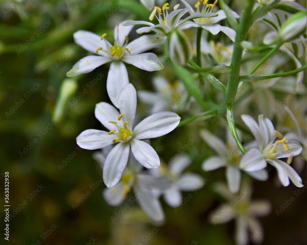 white flowers in the garden white flowers in the garden