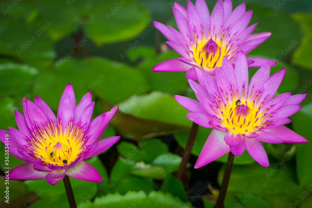 Purple lotus blossoms or water lily flowers blooming on pond Purple lotus blossoms or water lily flowers blooming on pond
