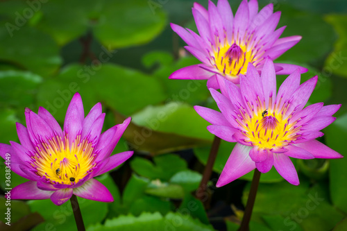 Purple lotus blossoms or water lily flowers blooming on pond