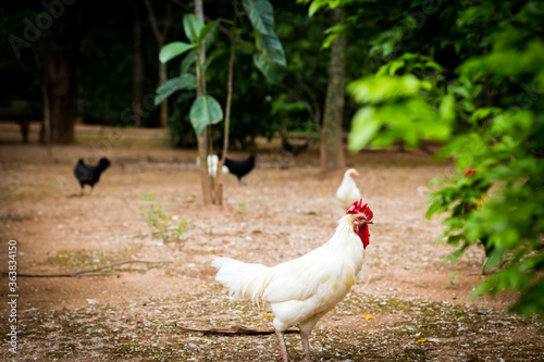 White chicken looking for food