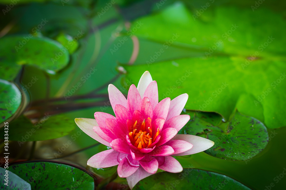 A beautiful pink waterlily or lotus flower in pond A beautiful pink waterlily or lotus flower in pond