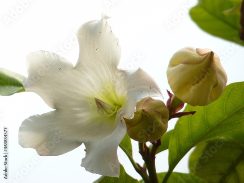 Closeup shot of white beaumontia flowers next to to buds photo