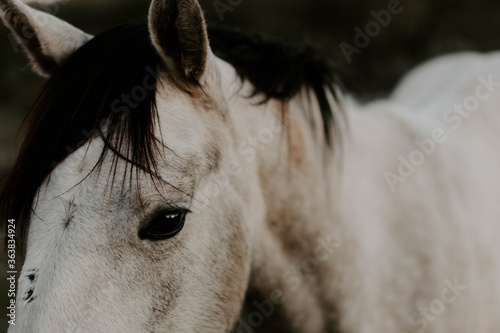 Obraz na plátně Closeup of a beautiful white horse under the sunlight