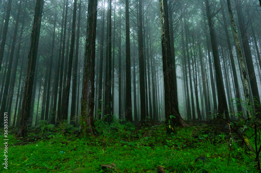 Fototapeta premium Las otoczony mgłą
