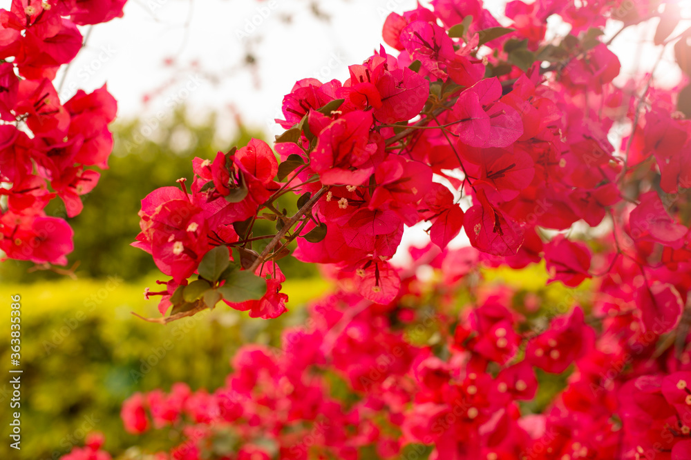 Bright branch of red bougainvillea flowers on a background of lush green foliage foliage, nature texture background, flowering time, place for text Bright branch of red bougainvillea flowers on a background of lush green foliage foliage, nature texture background, flowering time, place for text